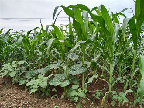 The Three Sisters Planting Technique - The Most Efficient Way To Grow Food