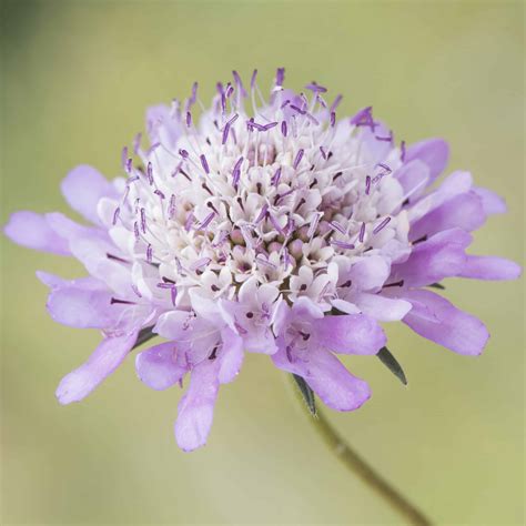 Pincushion Flower Arrangements | Best Flower Site