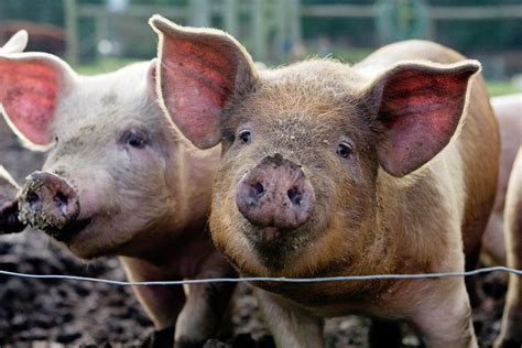 Two Pigs On Farm Photograph by Charity Burggraaf - Pixels