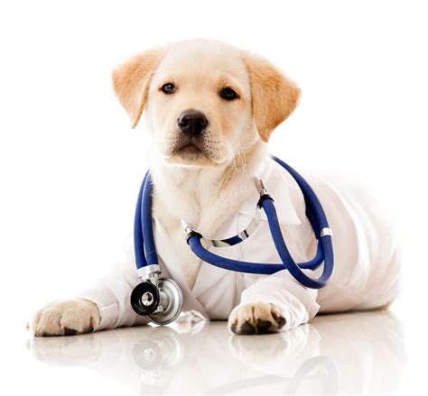 Hill Top Animal Hospital | Emergency Dog & Cat Vet | Pet Clinic