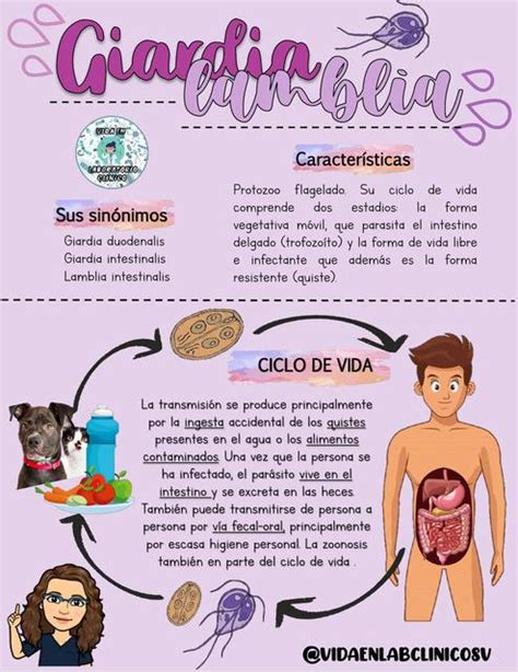 Parasitología "Giardia Lamblia" | Enfermedades | Parasitología | uDocz