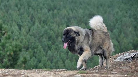 DANGEROUS? THE GIANT ESTRELA MOUNTAIN DOGS - YouTube