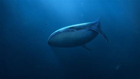 digital Art, Underwater, Blue, Whale, Divers, Mammals Wallpapers HD ...