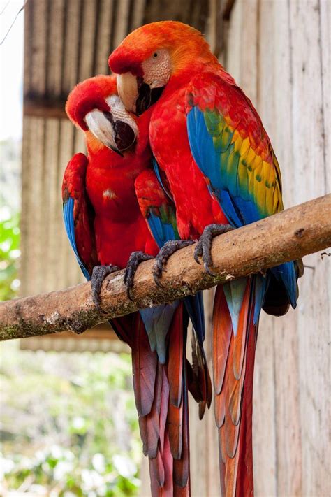 Parrots Wallpapers - Top Những Hình Ảnh Đẹp