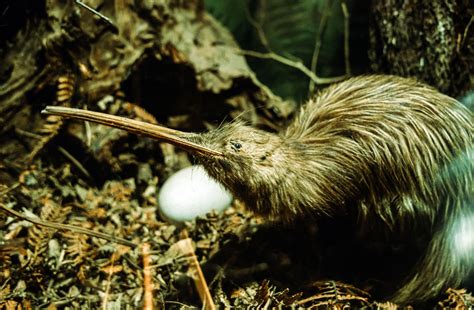 Why Are Kiwi Birds Endangered? - Earth.com