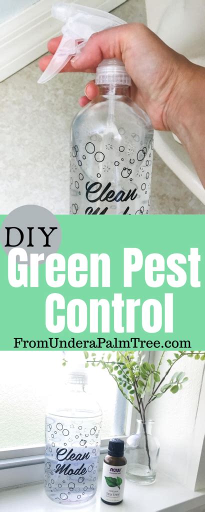 DIY Green Pest Control > From Under a Palm Tree