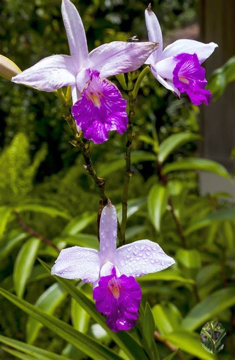 Arundina graminifolia