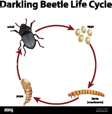 Cigarette Beetle Life Cycle