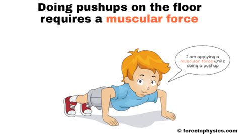 Muscular Force (Easy Definition) + Examples in Daily Life