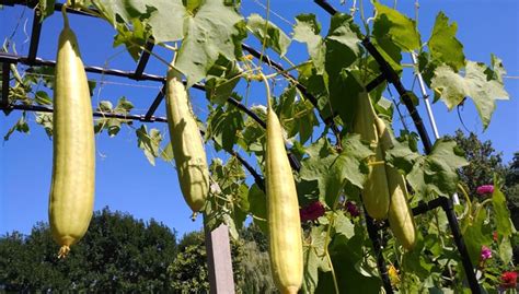 How to Grow Loofah Sponge Gourds | Gardener's Supply