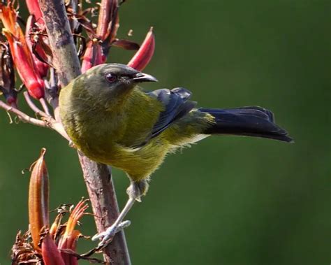 New Zealand bellbird - Facts, Diet, Habitat & Pictures on Animalia.bio