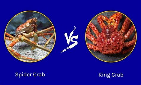 Spider Crab vs King Crab: What Are the Differences? - IMP WORLD