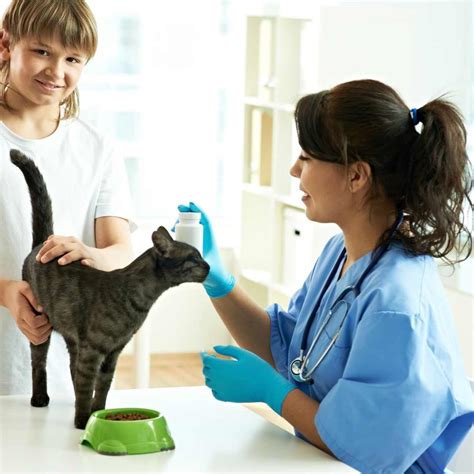 Cat abscess treatment at home - Miles with Pets