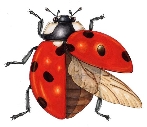 Ladybird Coccinella septempunctata diagram - Lizzie Harper