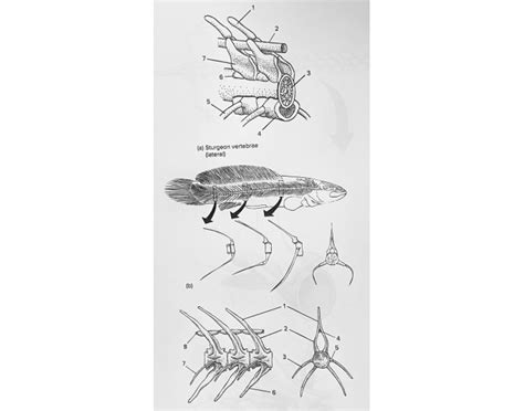 Bowfin Anatomy: Vertebrae — Utskrivbart arbetsblad