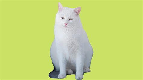 Funny Cat On Green Background 16759549 Stock Photo at Vecteezy