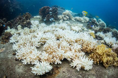 'Global coral bleaching event might become new normal'