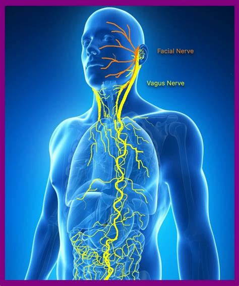 Anatomy, Head and Neck: Anterior Vagus Nerve - StatPearls - NCBI Bookshelf