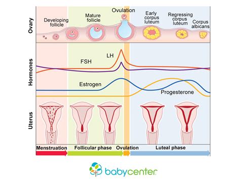 How your menstrual cycle works | BabyCenter