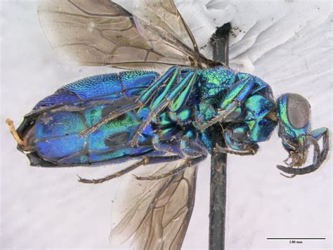 Insect Image of the Week: Cuckoo Wasp