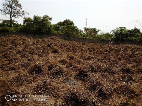 Yam Farming A Means Of Livehood In Nigeria - Agriculture - Nigeria