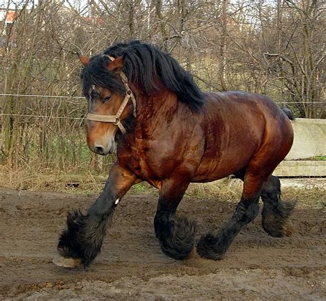 I love this hose | Belgian draft horse, Horses, Belgian horse