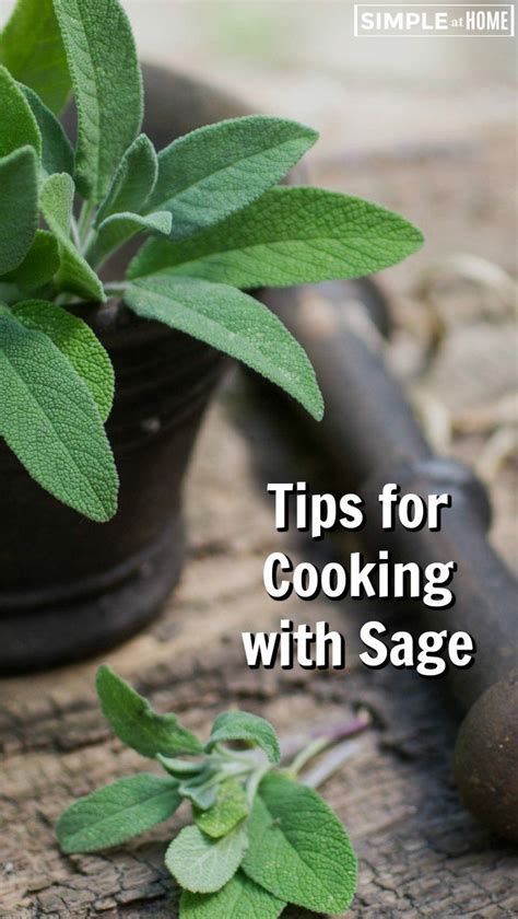 How to Cook with Sage • Simple At Home Sage Herb, Sage Plant, Sage Oil ...