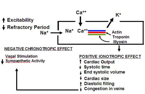 Cardiac Glycosides -Digoxin and Digitoxin – howMed