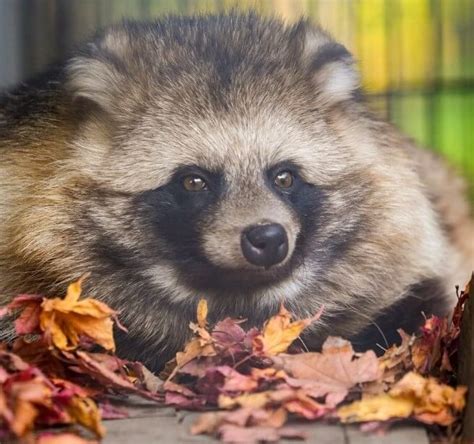 Can You Have A Tanuki As A Pet In Japan | Everything You Need To Know ...