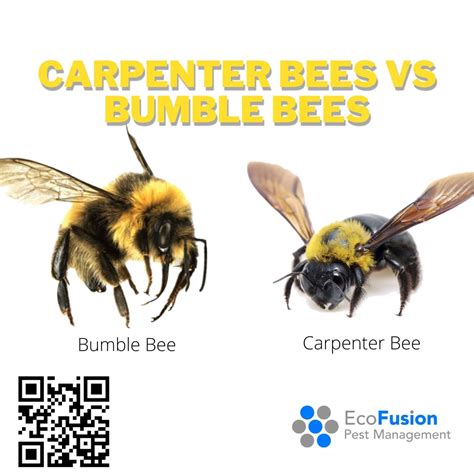 Carpenter bees vs Bumble bees - EcoFusion® Pest Control