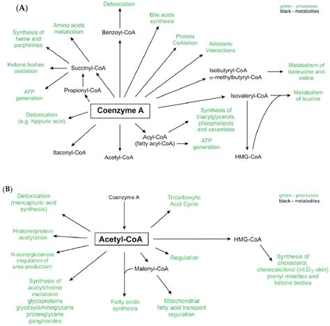 The role of CoA-SH (A) and acetyl-CoA (B) in human metabolism ...