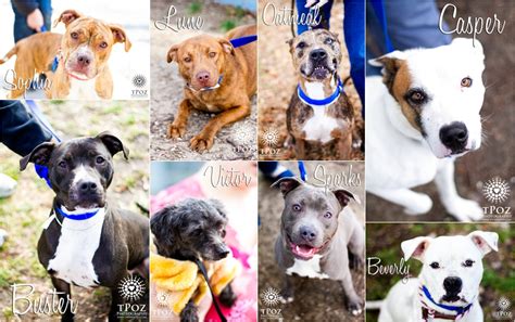 BARCS Adoptable Dogs :: December 2012