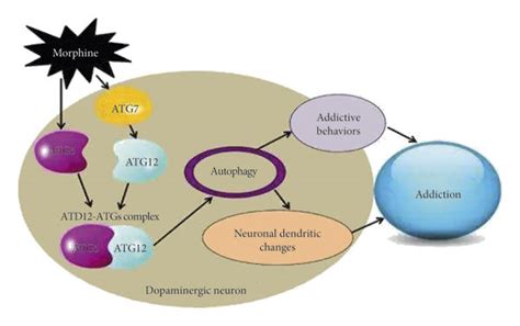 The molecular mechanism of morphine-induced dopaminergic... | Download ...