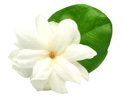 Jasmine flower png, Jasmine flower png Transparent FREE for download on ...