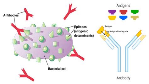 Introduction to Antigen