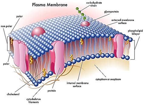 Cell Membrane Plasma Membrane - Riset