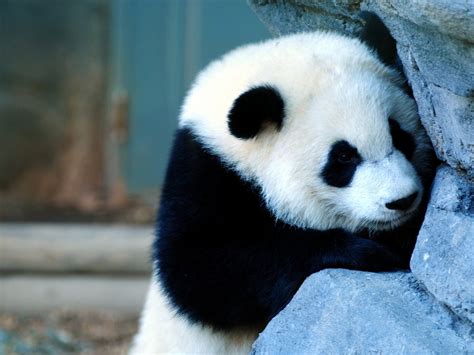 Cute Chinese panda photography HD wallpaper 05 Preview | 10wallpaper.com