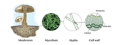 Beyond Impossible: How fungi could become our future protein source ...