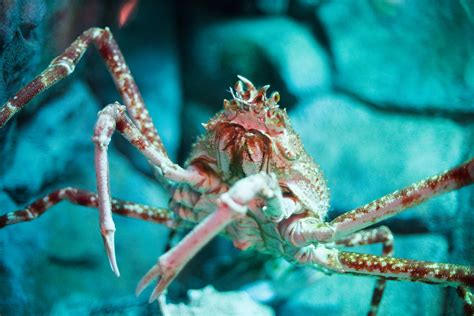 Japanese Spider Crab Diet - michaeljacksonopowiadania