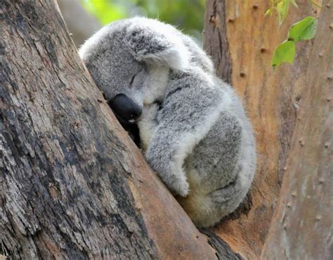 Sleeping koala | Baby animals pictures, Fluffy animals, Animals beautiful