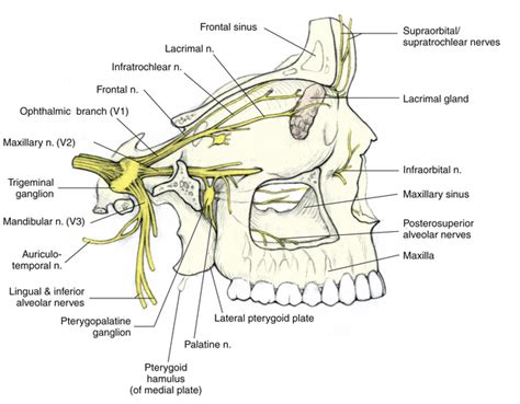 Maxillary Nerve