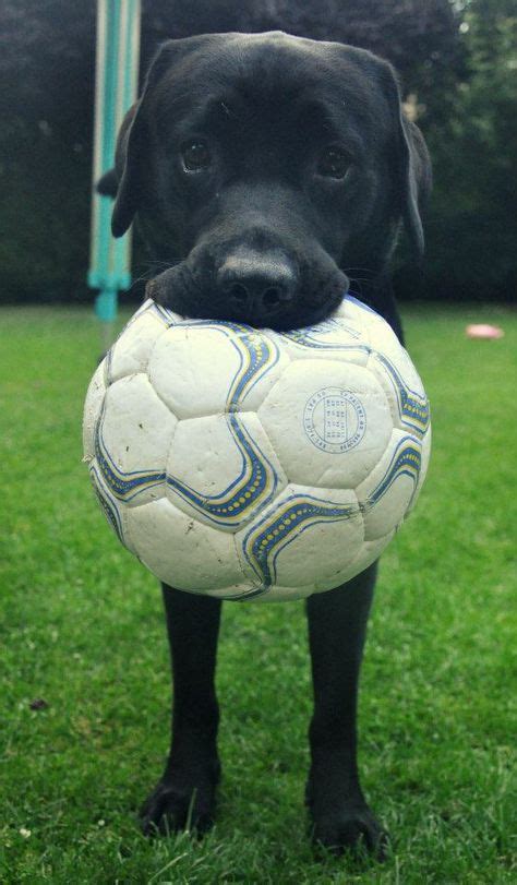 30 Best Animals Playing Soccer images | animals, soccer, cute animals