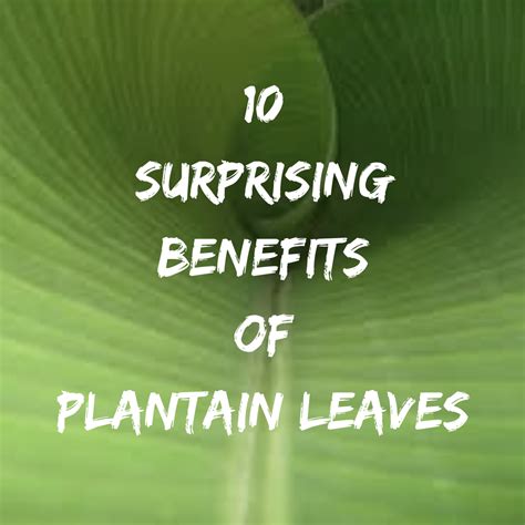 10 Surprising Benefits of Plantain Leaves for Skin, Hair and Health ...