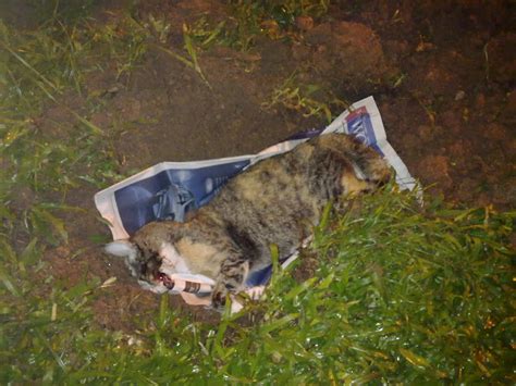 Feline Love: RIP Dead Cat