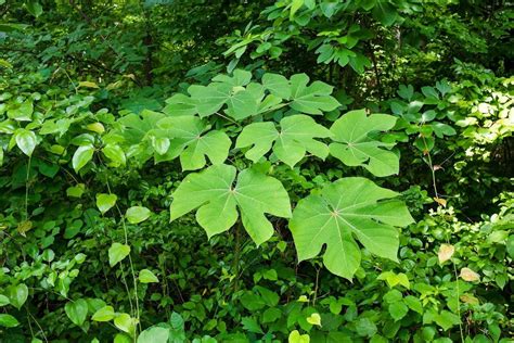 What Is A Chinese Parasol Tree - Tips For Growing Chinese Parasol Trees ...