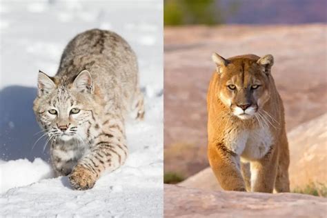 Mountain Lion Vs Bobcat: The Main Differences - Tiger Tribe