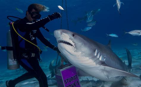 Bucear con tiburones en Bahamas: adrenalina a tope