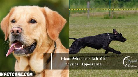 Giant Schnauzer Lab Mix: Cost, Pictures, Care & Many More