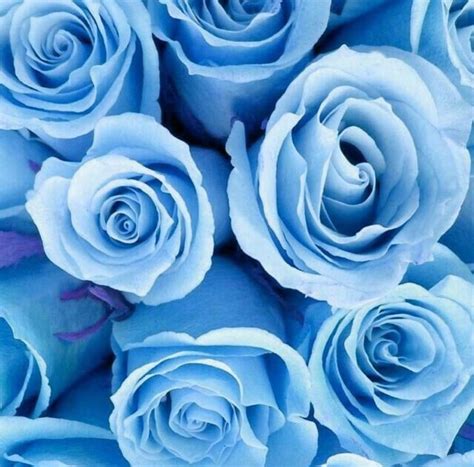 🔥 [20+] Light Blue Roses Wallpapers | WallpaperSafari