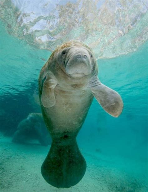 Peixes-boi do bebê são tão bonito! | Paw mais bonito Ocean Creatures ...